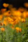 California poppies Art Print